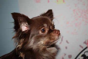beautiful dog breed Chihuahua color brown