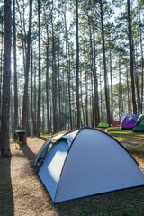 blue and grey tourist tent in the deep tall pine forest in the morning winter day