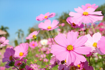 Pink cosmos flowers is blooming in the garden with morning sunshine.
