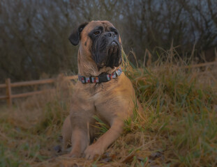 2021-01-10 A BULLMASTIFF AT PARK ON GUARD WHILE LYING DOWN 
