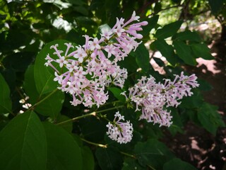 purple Lilac flowers blooming on tree branch in garden