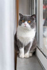 British shorthair cat sitting by the window