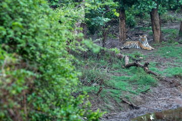 Wild bengal tiger with radio collared in naural green trees background after reintroducing tiger under project tiger program at forest of central india