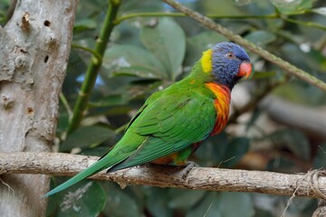 Nectar sucking parrot (Loriini) at Hsinchu Wildlife Park, Taiwan.