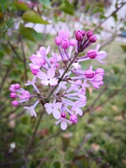 Obraz premium purple Lilac flowers blooming on tree branch in garden