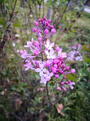 purple Lilac flowers blooming on tree branch in garden