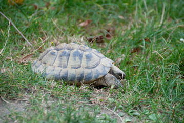 schildkröte