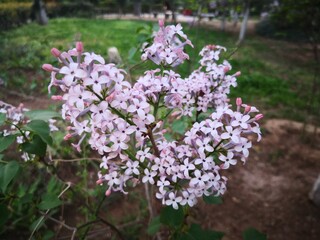 Obraz premium purple Lilac flowers blooming on tree branch in garden