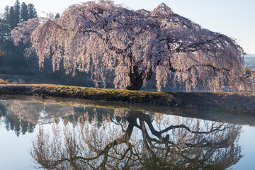 棚倉町　花園しだれ桜