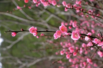 Fototapeta na wymiar Pink plum blossoms in winter, on the mountain in Wuling Farm, Taiwan