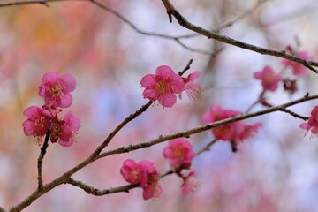 Pink plum blossoms in winter, on the mountain in Wuling Farm, Taiwan