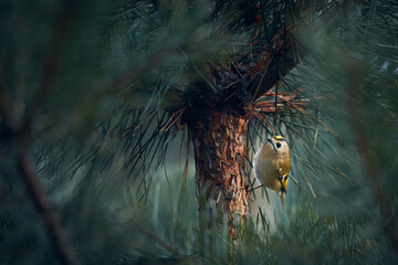 The smallest European bird Goldcrest (Regulus regulus) which lives in deep forests. European...