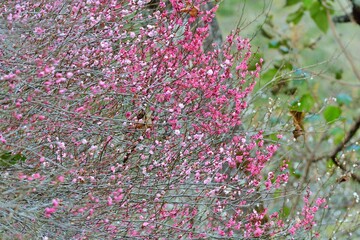 Pink plum blossoms in winter, on the mountain in Wuling Farm, Taiwan