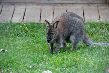 kangaroo auf wiese