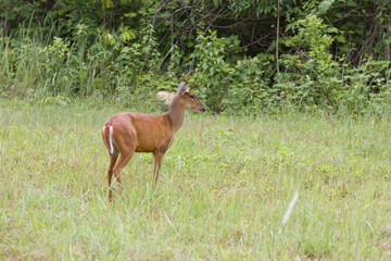 Barking deer family (Muntiacus muntjak) in Khao Yai national park, Thailand