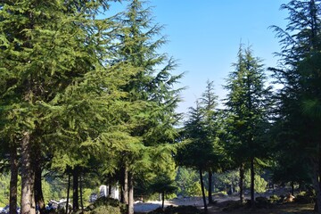 trees in the park