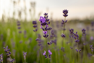 Lavender flower on the background of the lavender field and the evening sky.