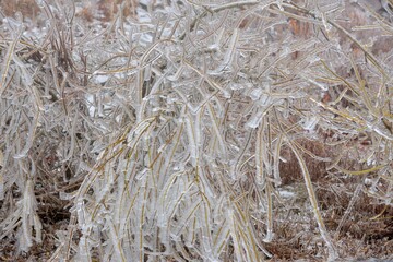 Frozen plant (rime),in Hehuan Mountain, Taiwan.