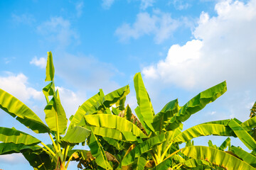Banana tree leaf plantation against blue sky cloud