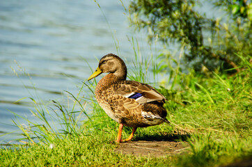 Duck portrait in the wild