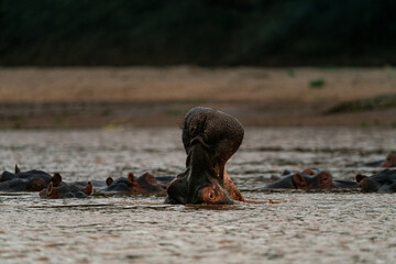 Backside of Hippo in Water