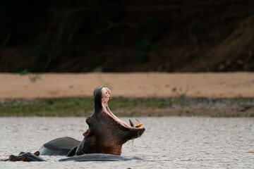 Yawning Hippo in Pond