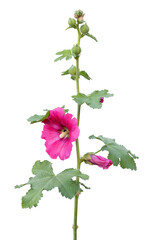 Isolated pink hollyhock flowers (Althaea rosea) on white background