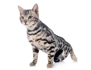 bengal kitten in studio