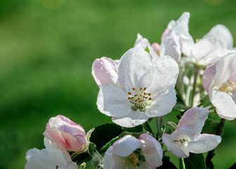 Image with apple tree