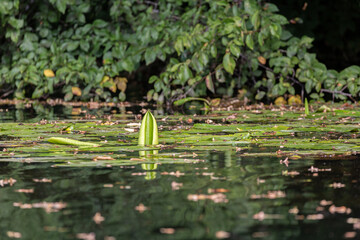 Leaves of water lillies in the river