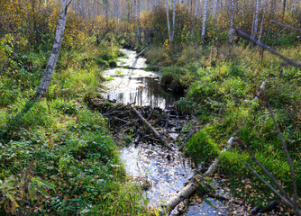 small beaver dam made of wooden branches, sticks and twigs of small bushes, trunks of small young...