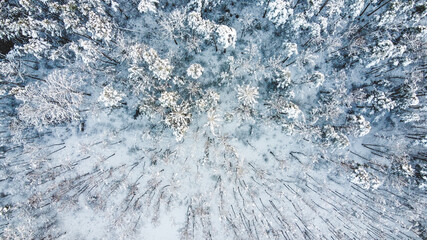 Frozen forest from above. Bird view on trees covered by snow