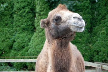 Fototapeta premium Camel in streichelzoo