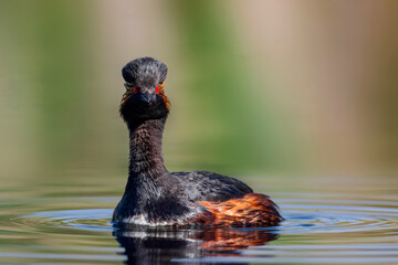 Swimming grebe. Yellow green water background. Bird: Black necked Grebe. Podiceps nigricollis.
