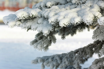 Branches of fir and pine trees in the snow in winter