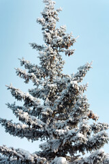 Branches of fir and pine trees in the snow in winter