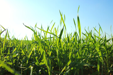 low angle view of fresh grass against blue sky with clouds. freedom and renewal concept