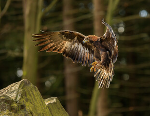 Golden eagle landing with spread wings in forest