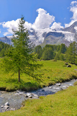 view on a river flowing  accross an alpine french national park wirh a glacier