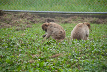 affen im zoo