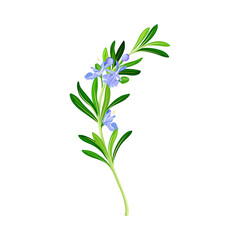 Fototapeta na wymiar Blooming Rosemary Branch with Evergreen Needle-like Leaves and Blue Flowers Vector Illustration