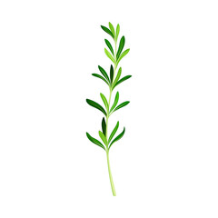 Green Rosemary Twig as Perennial Herb with Fragrant, Evergreen, Needle-like Leaves Vector Illustration