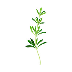 Obraz premium Fragrant Branch of Rosemary Perennial Herb with Evergreen Needle-like Leaves Vector Illustration