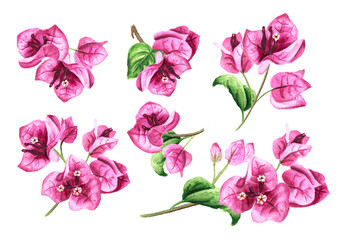Pink Bougainvillea flowers set. Hand drawn watercolor illustration isolated on white background