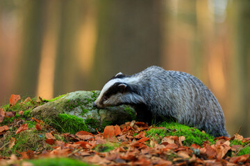 Badger in autumn forest © Jan