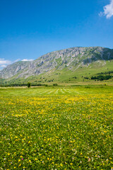 Obraz premium field of yellow flowers