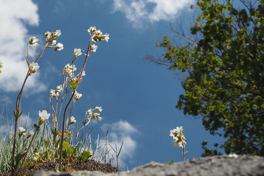 Blühender Knöllchen-Steinbrech auf einem Granitfelsen