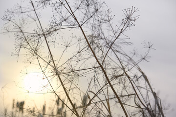 Close-up of dry winter plant. sunset, nostalgic calming natural background, shallow focus, copy space for greeting card