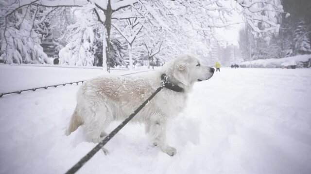 Golden retriever esperando impaciente a pasear en paisaje nevado