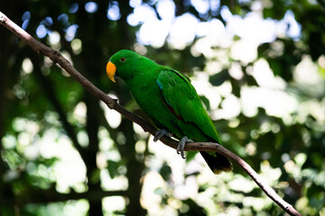 Parrot sitting on a branch